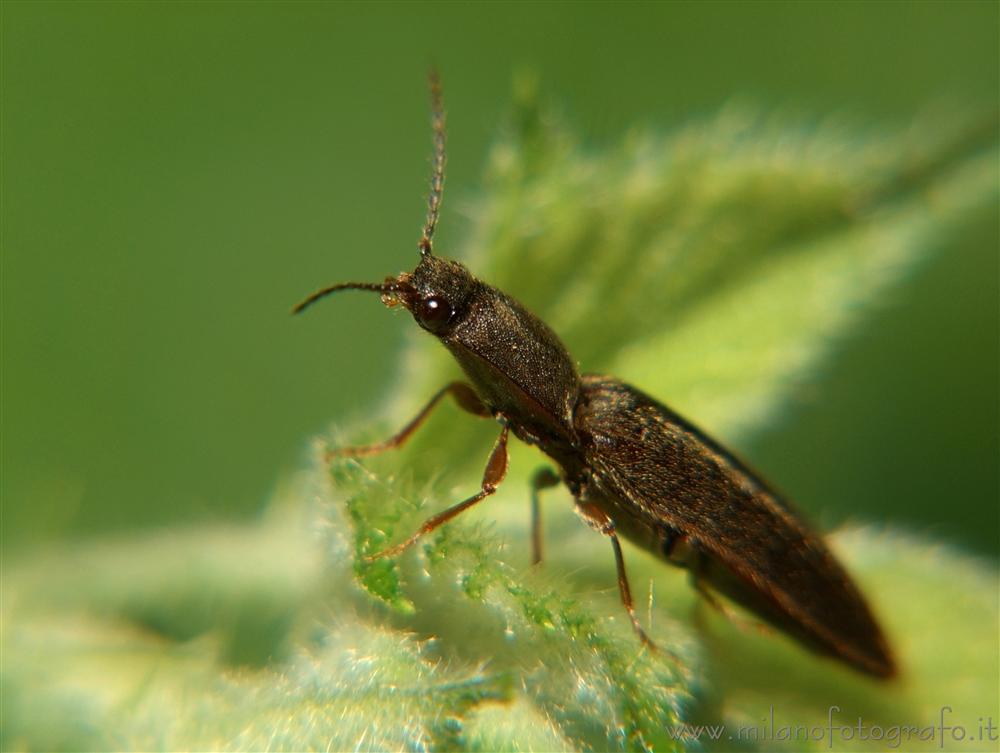 Cadrezzate (Varese, Italy) - Elateride beetle